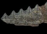 Cretaceous Swordfish (Protosphyraena) Pectoral Fin - Kansas #64318-1